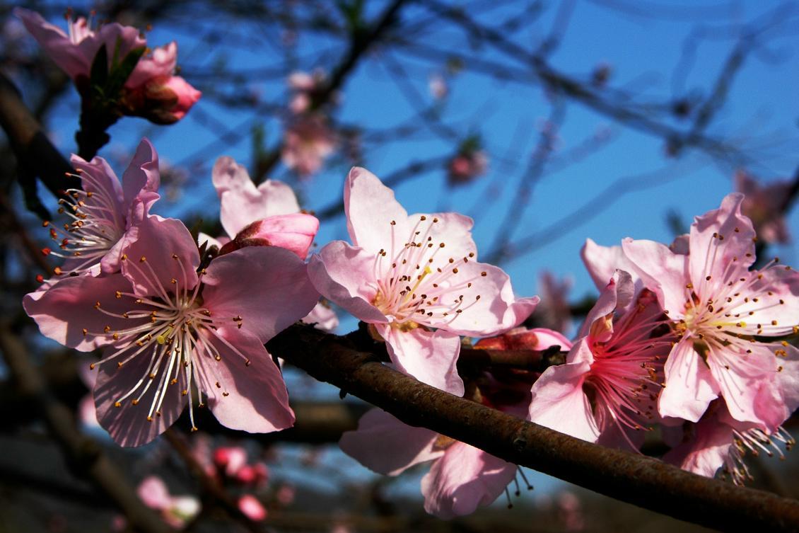 
Plommonblommor.                                            