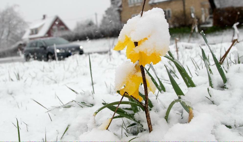 Ha tålamod. Den blomstertid kommer - så småningom. Foto: Johan Nilsson/TT. Arkivbild