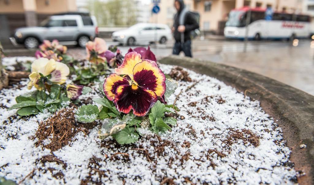 Ha tålamod. Den blomstertid kommer - så småningom. Foto: Tomas Oneborg/SvD/TT-arkivbild