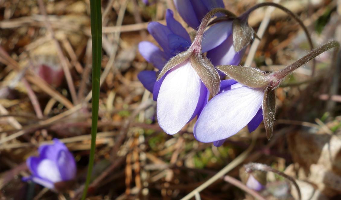 Vårblomstren som vågat sig fram fick en kall natt. Foto: Eva Sagerfors