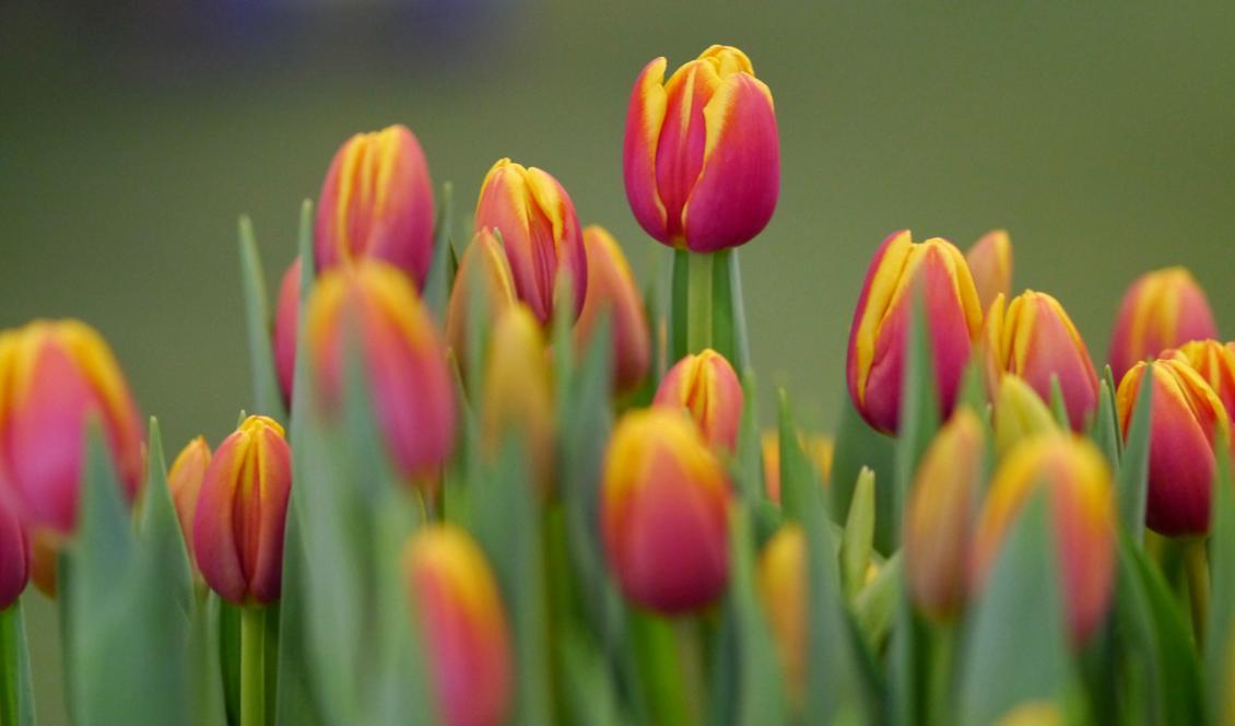 




Årstidernas växlingar visar vägen. Foto: Carita Zoupounidou                                                                                                                                                                                                                                                