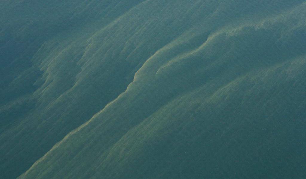 
Cyanobakterierna har redan börjat blomma i södra Östersjön. Den här bilden är tagen söder om Gotland i juli 2010. Foto: Kustbevakningen/TT-arkivbild                                            