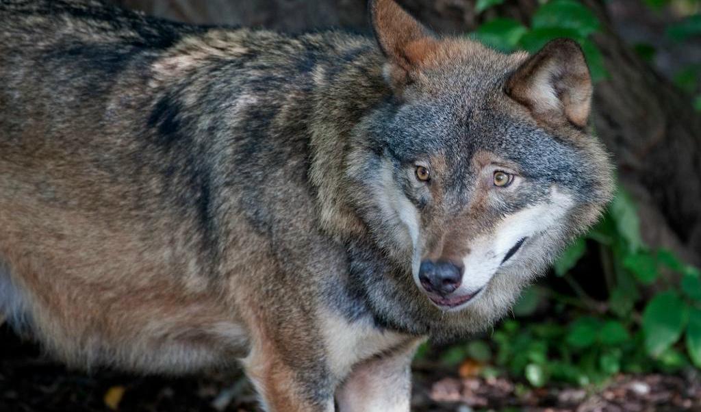 
En vargtik har vandrat in i Länna. Foto: Jessica Gow/TT-arkivbild                                            