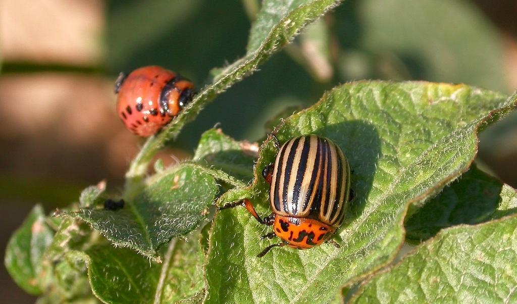 
Coloradobaggen, som ursprungligen kommer från Mexiko, har bland annat hemsökt potatisodlingar i Ryssland. Foto: Tatiana Makeyeva/AP-arkivbild                                            
