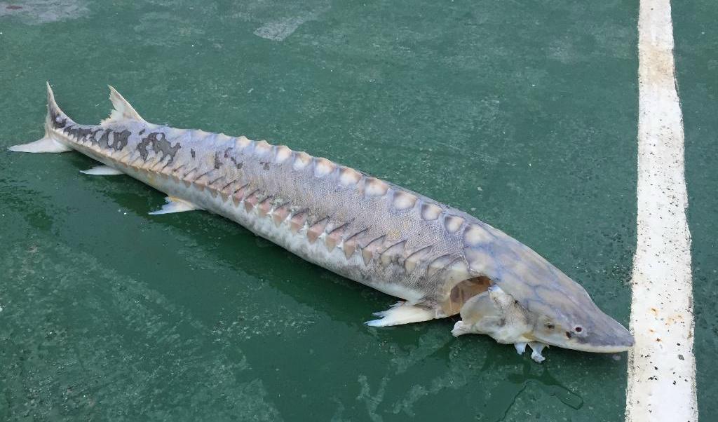 
Fisken som flöt runt i Lysekils hamn visade sig vara en europeisk stör. Fram till 1800-talet fanns arten vid alla kuster i Europa, men i modern tid har den bara setts en gång tidigare i svenska vatten. Foto: TT                                            