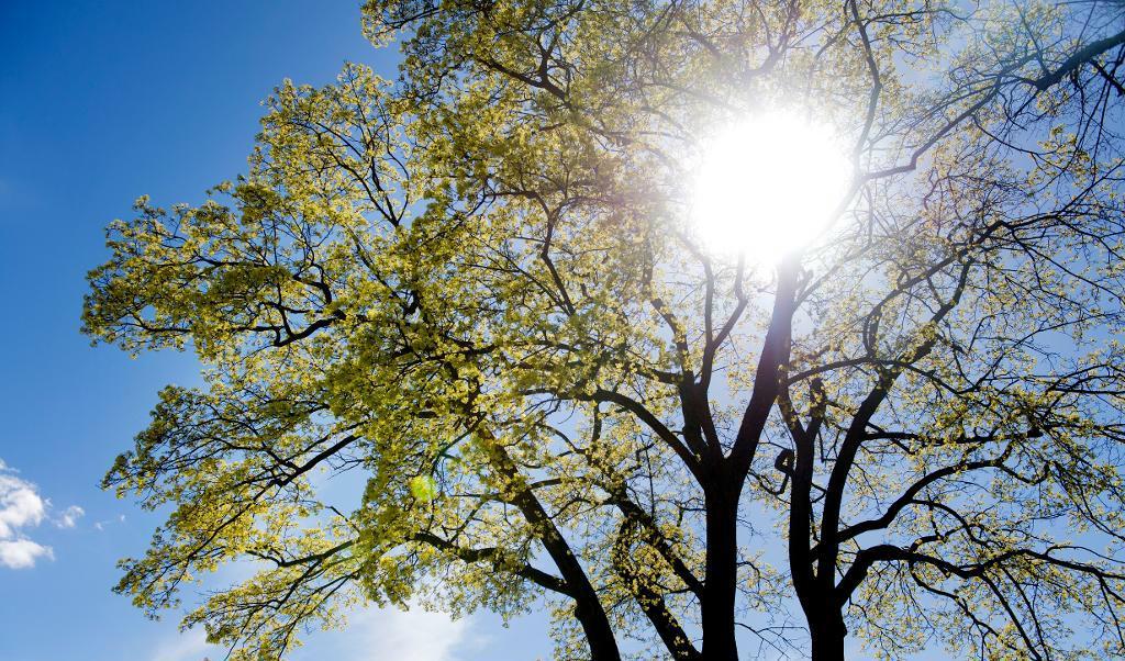 
Helsingborg är Sveriges bästa miljökommun, enligt en årlig rankning som gjorts av tidningen Aktuell Hållbarhet. Foto: Jessica Gow/TT-arkivbild                                            