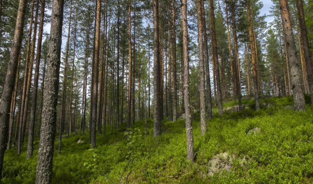 
Anna Nilsson mötte en björn på löprundan. Foto: Vidar Ruud/NTB Scanpix/TT-arkivbild                                            