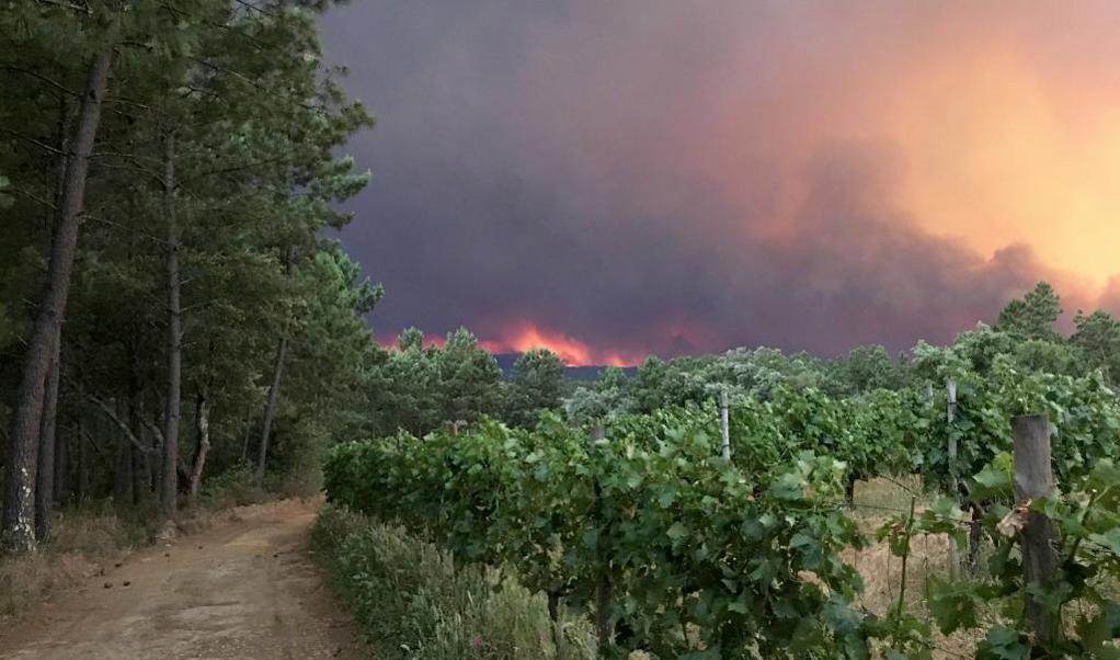 
Rök stiger från skogsbranden som rasar i centrala Portugal. Foto: Axel Bugge/Reuters/TT                                            