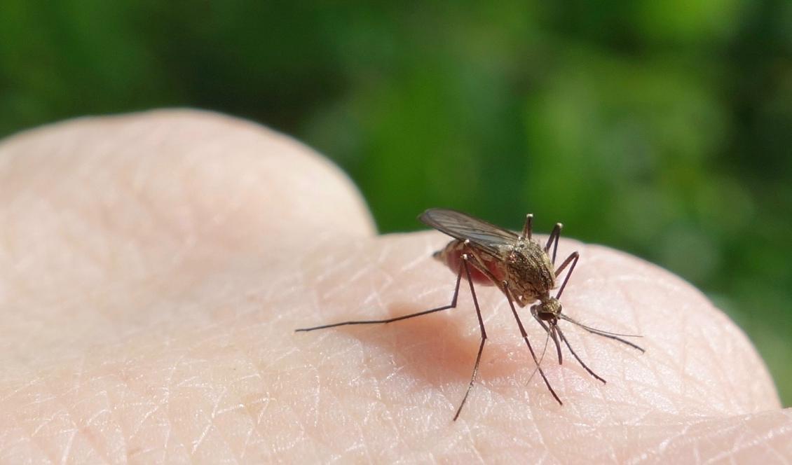 


Även om klådan efter myggbettet går över efter ett tag, så kan det vara påfrestande när myggen är många och man vill uppleva naturen i lugn och ro. Här hade jag inte provat någon myggolja alls. Foto: Eva Sagerfors                                                                                                                                    