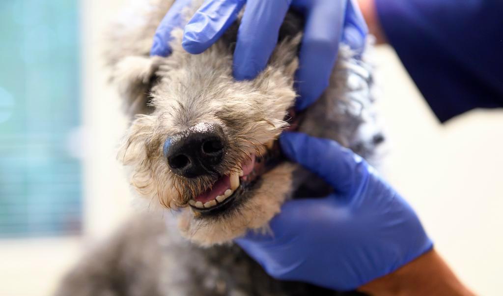 
Jordbruksverket startar kampanj på Blocket för att få folk att tänka till innan de köper en smuggelhund. Foto: TT-akivbild                                            