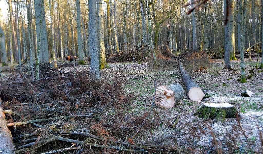 
Bialowieza-skogen i Polen. Foto: Adam Bohdan/AP/TT                                            