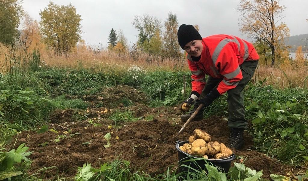 





Det blev potatis i Lerberg! Förvuxna monsterpotatisar. #nöjda Foton: Heidi Andersson                                                                                                                                                                                                                                                                        