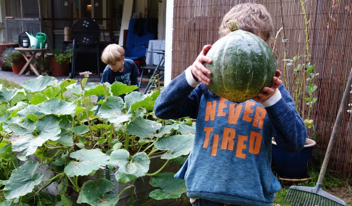 





När det handlar om odling verkar 8-åringen faktiskt aldrig vara trött, eller kanske är det envishet. Foton: Eva Sagerfors                                                                                                                                                                                                                                                                        