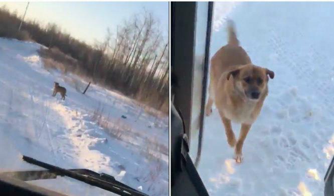 



Foto: Facebook/Feed The Furbabies Canada                                                                                                                                                                                
