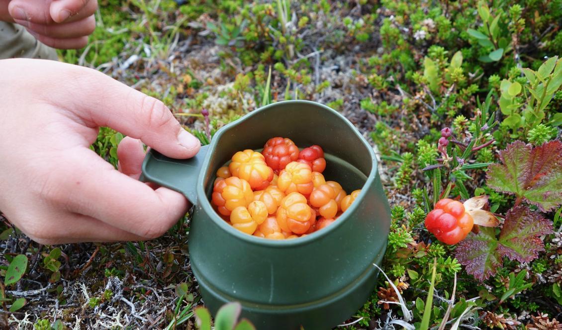 



Först såg vi ett och blev så glada. Sedan hittade vi ett till och plötsligt var där hur många som helst! Foto: Eva Sagerfors                                                                                                                                                                                