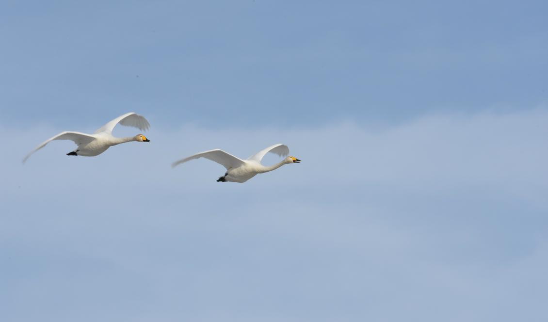 




Sångsvan i flykt. Foto: Ritu Andersson                                                                                                                                                                                                                            