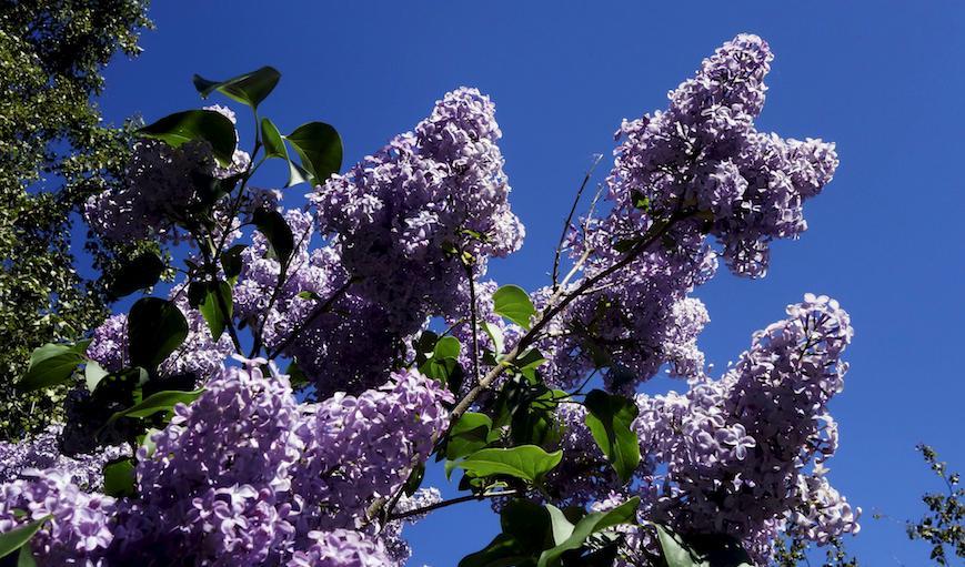 

Hägg och syren blommar nu samtidigt i Svealand. Arkivbild. Foto: Hasse Holmberg/TT                                                                                        