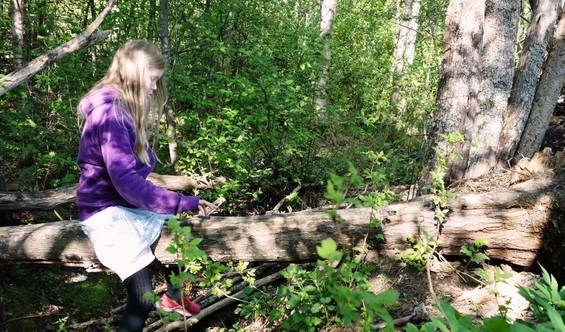 





Dottern sitter på ett kullfallet träd och sjunger medan mamma plockar kirskål. Foto: Eva Sagerfors                                                                                                                                                                                                                                                                        