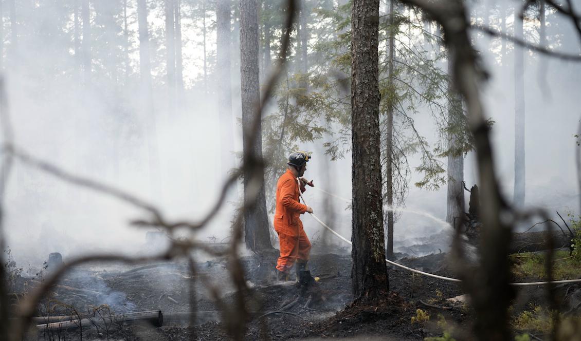 
Skogbränderna utanför Sala har pågått i nästan en vecka. Foto: Henrik Montgomery/TT/Arkivbild.                                            