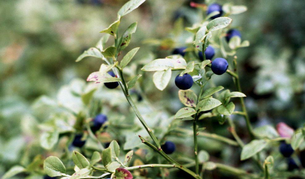 
Blir det gott om blåbär i år? Foto: Janerik Henriksson/TT/Arkivbild.                                            