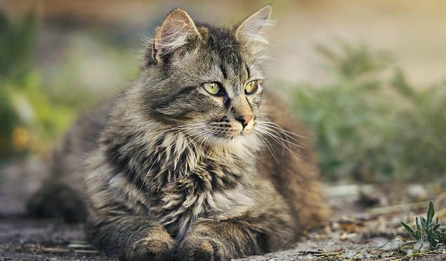 

Katten på bilden är inte Pus.                                                                                        