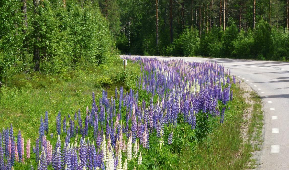 
Lupiner vid vägkanten, väg 245 nära Ulriksberg. Foto: Holger Ellgard/Wikimedia Commons                                            