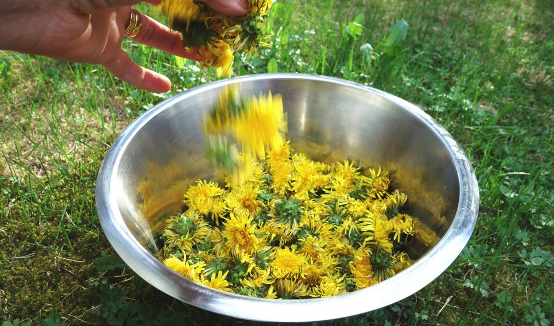 


Härligt gula maskrosor. Foto: Eva Sagerfors                                                                                                                                    