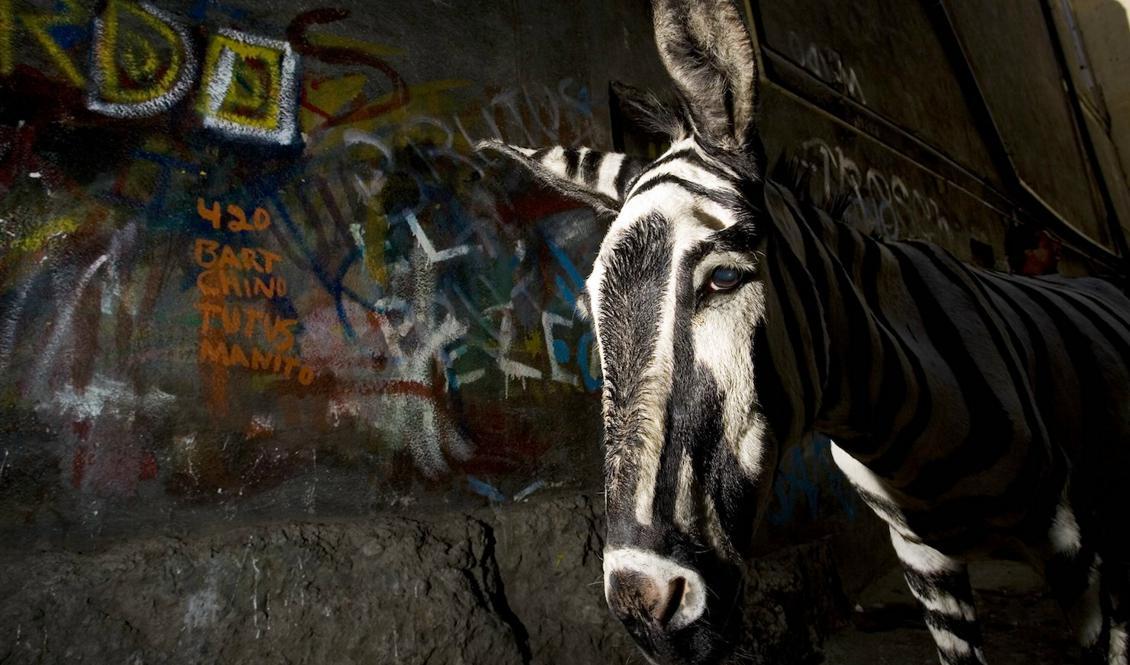 
Åsnan Ruben soltorkar efter att ha blivit målad med svarta ränder i Tijuana i Mexiko. Ruben har ingenting att göra med åsne-zebran i texten. Foto: Guillermo Arias/AP/TT/Arkivbild                                            