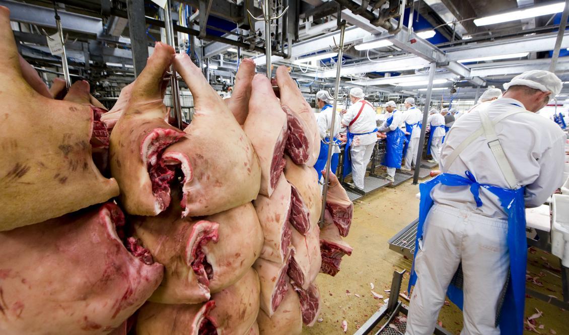 Efterfrågan på slakt skenar i väg i foderbristens och torkans Sverige. Foto: Rickard Nilsson/TT-arkivbild