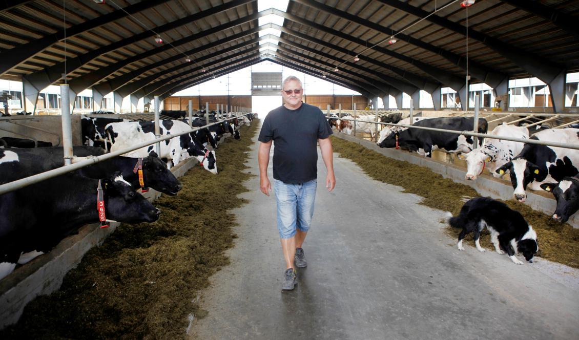 I dag är korna lugnare, men i går täckte röken hela ladan vilket gjorde dem oroliga. Foto: Mats Andersson/TT