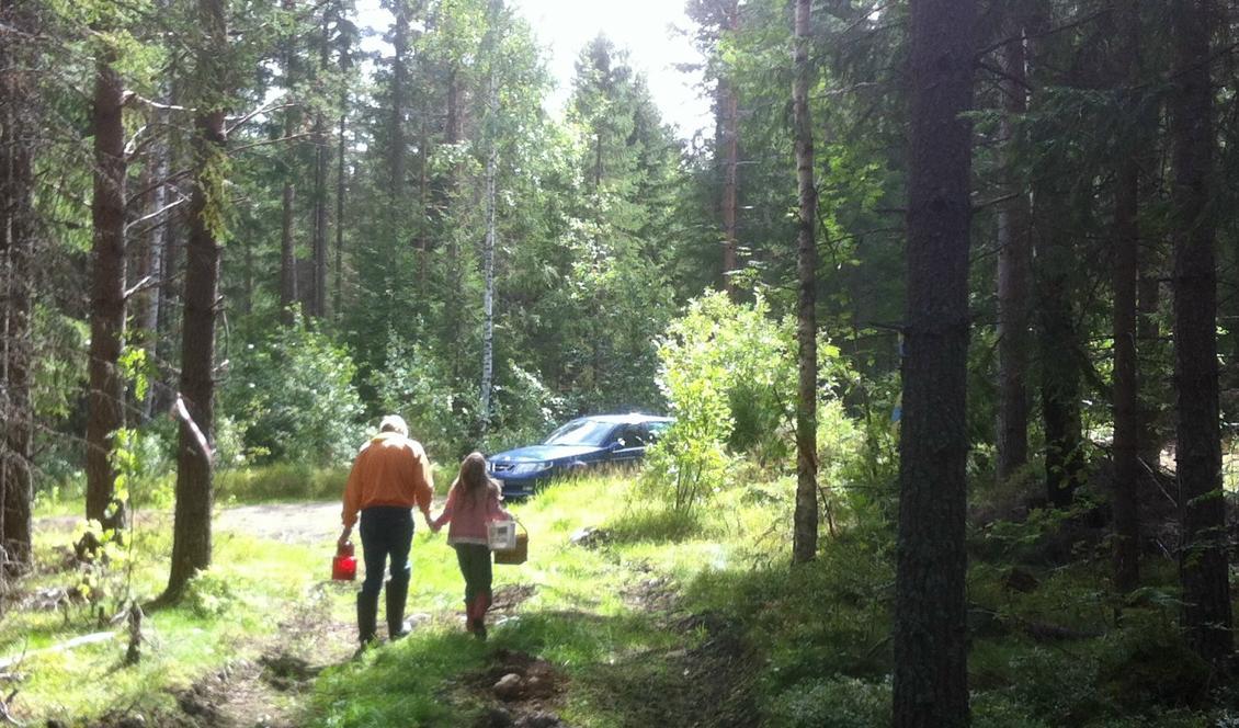 


På en skogspromenad hinner det berättas flera berättelser. Foto: Eva Sagerfors                                                                                                                                    