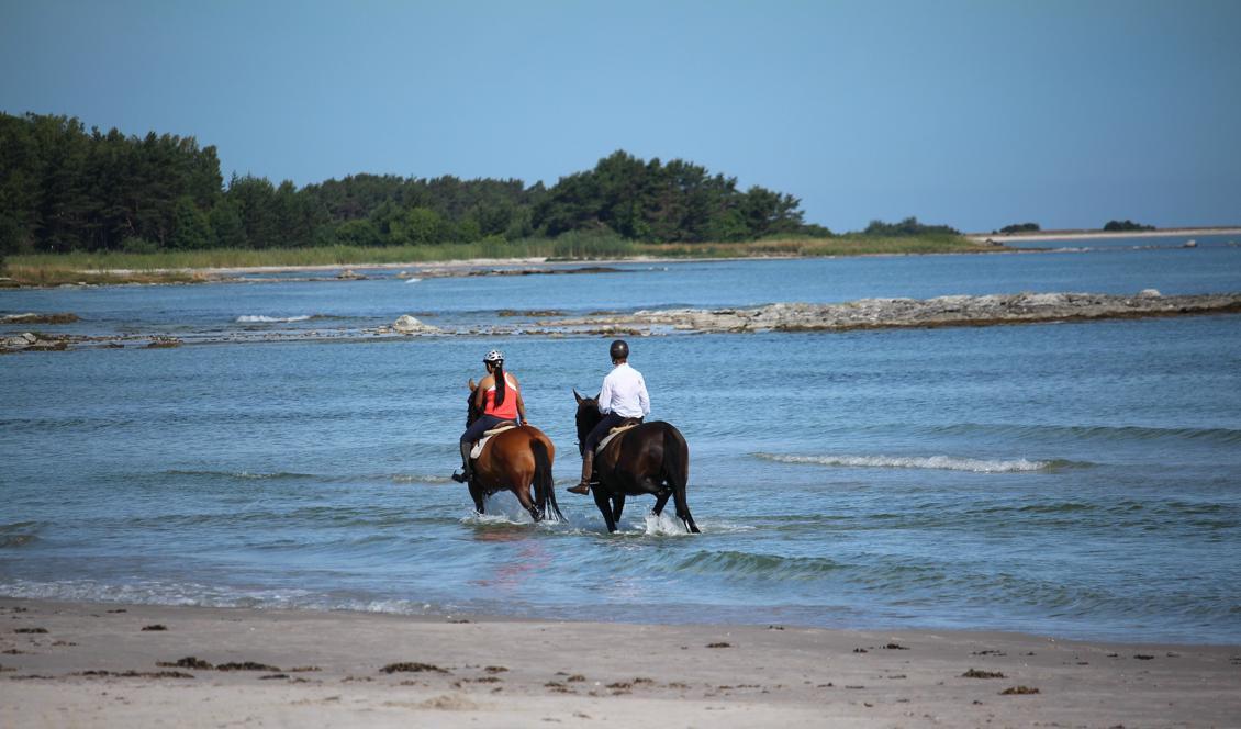 Ekeviken, Fårö, på Gotland den 9 juli 2018. Foto: Susanne W Lamm/Epoch Times