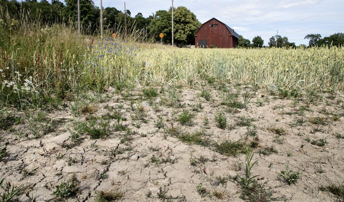 

"Att vi har haft varm luft i Sverige under en sommar kan handla om slumpen", säger Eva Strandberg, meteorolog på SMHI. Foto: Christine Olsson/TT                                                                                        