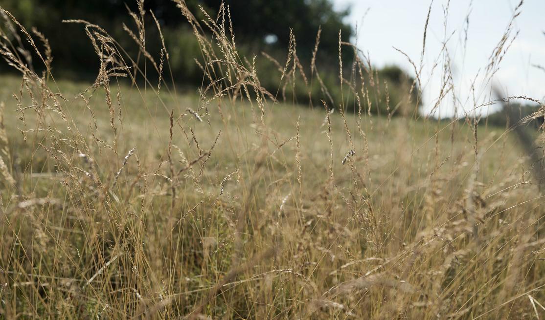 
Regeringen presenterar i dag sina planer för att mildra torkans verkningar för bönderna. Foto: Vilhelm Stokstad/TT                                            