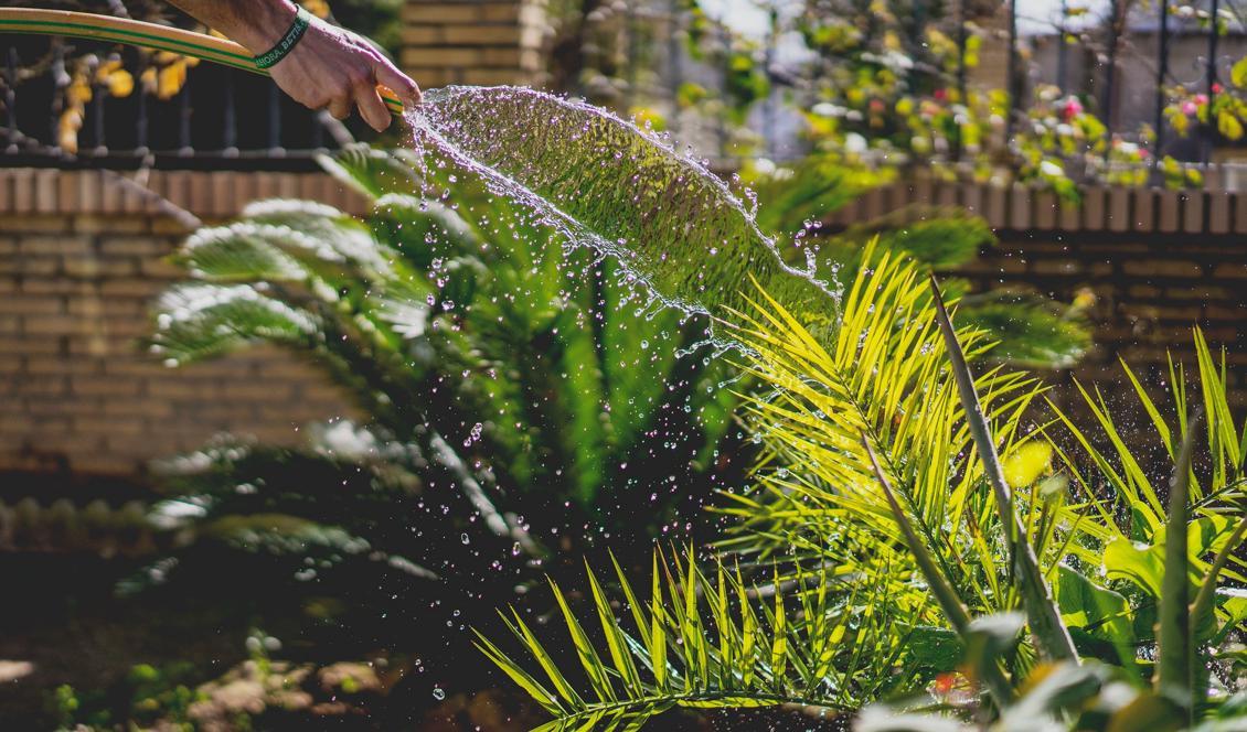 
Foto: Irene Dávila/Unsplash                                            