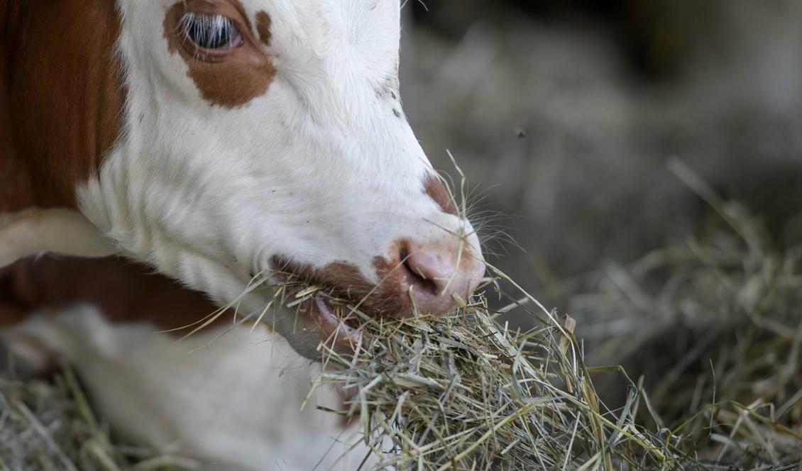 

Årets extremtorka beräknas kosta lantbruket 10 miljarder kronor. Den större delen får bönderna finansiera själva. Foto: Janerik Henriksson/TT-arkivbild                                                                                        