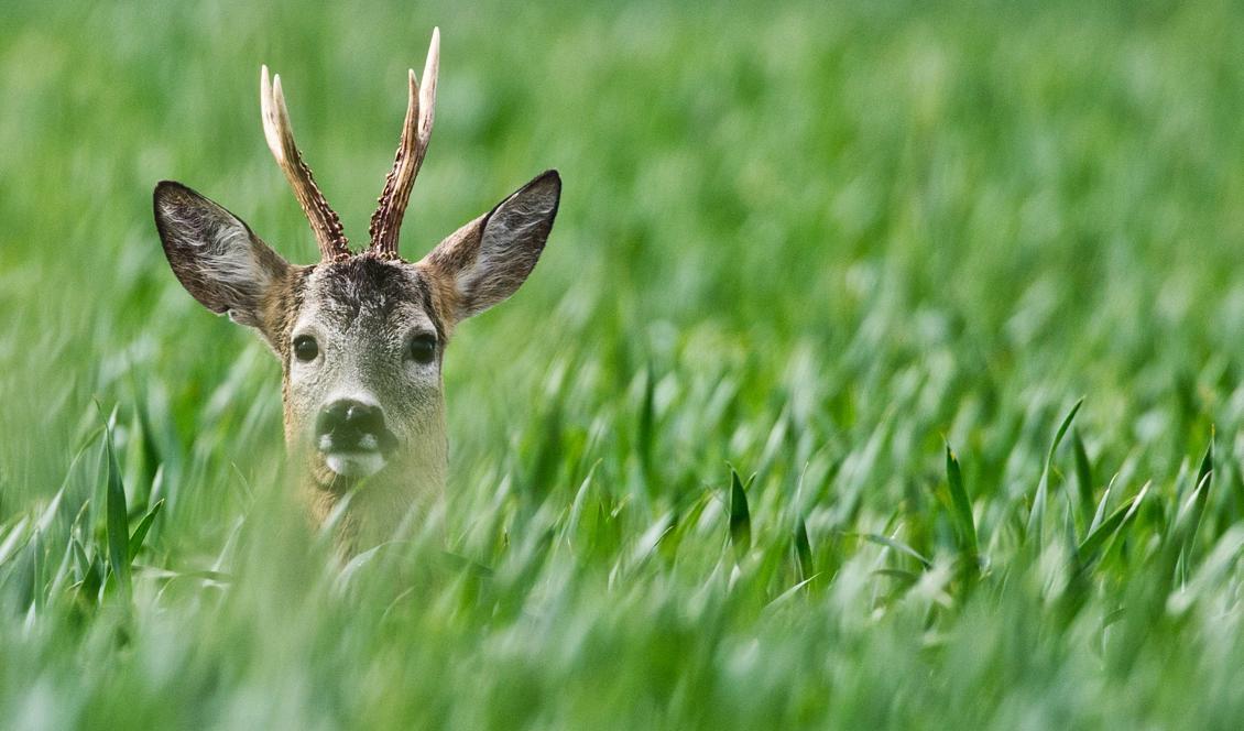 
Rådjuren bär en stor del av skulden bakom de senaste årens kraftiga ökning av antalet TBE-fall, visar forskning. Foto: Patrick Pleul/TT                                            