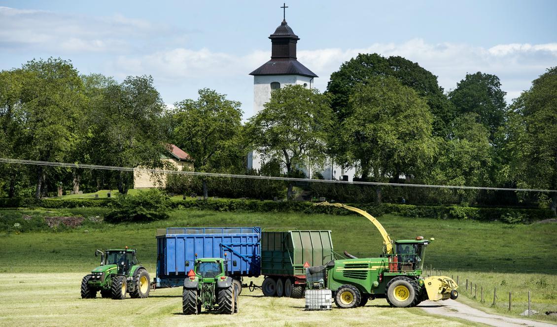 
Det ekologiska jordbruket må vara mindre lönsamt men ska dock klara av torka bättre. Foto: Lars Pehrson/SvD/TT-arkivbild                                            