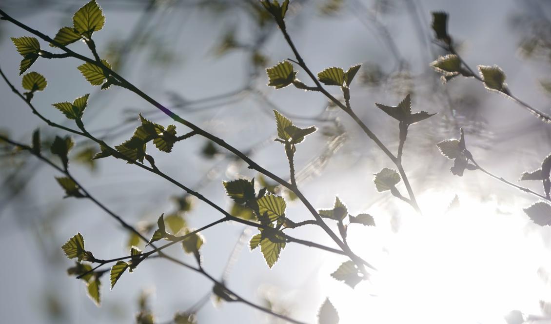 Sommarvärmen gör troligtvis en av sina sista insatser, sedan väntas svalare väder. Foto: Johan Nilsson/TT-arkivbild