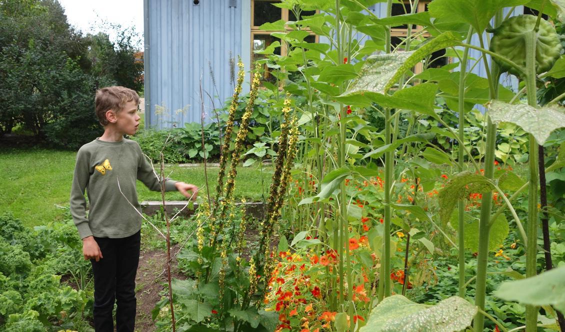 


Han vet precis vilka av alla solrosor som han har planterat ut. Foto: Eva Sagerfors                                                                                                                                    