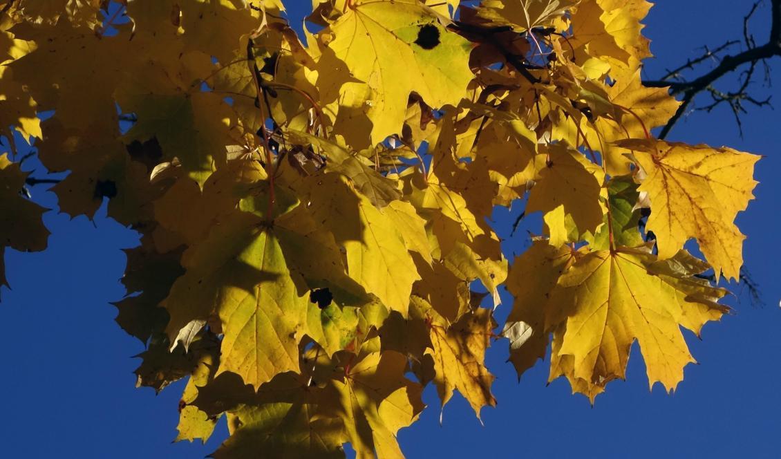 I delar av Norrlandsfjällen har hösten redan infallit. Foto: Hasse Holmberg/TT-arkivbild