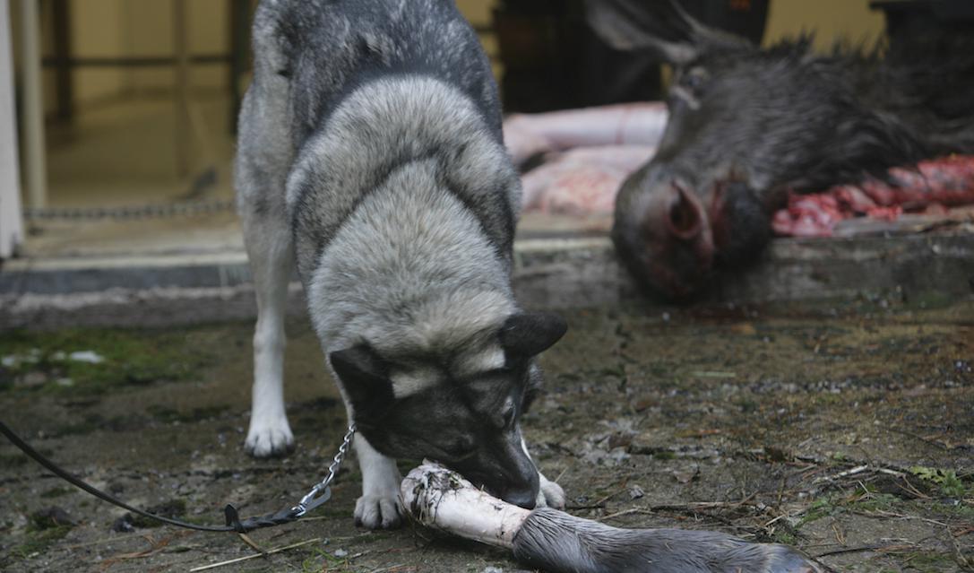 
Jämthunden är en av de svenska raser inom vilken inaveln ökar snabbt.  Foto: Fredrik Sandberg / TT/ Arkivbild.                                            