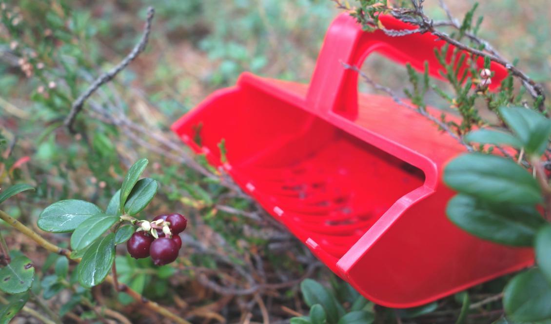
Nu för tiden finns det gulliga bärplockare i plast för barn. De är mindre och fylls därför snabbare, vilket kan göra plockandet roligare. Foto: Eva Sagerfors                                             