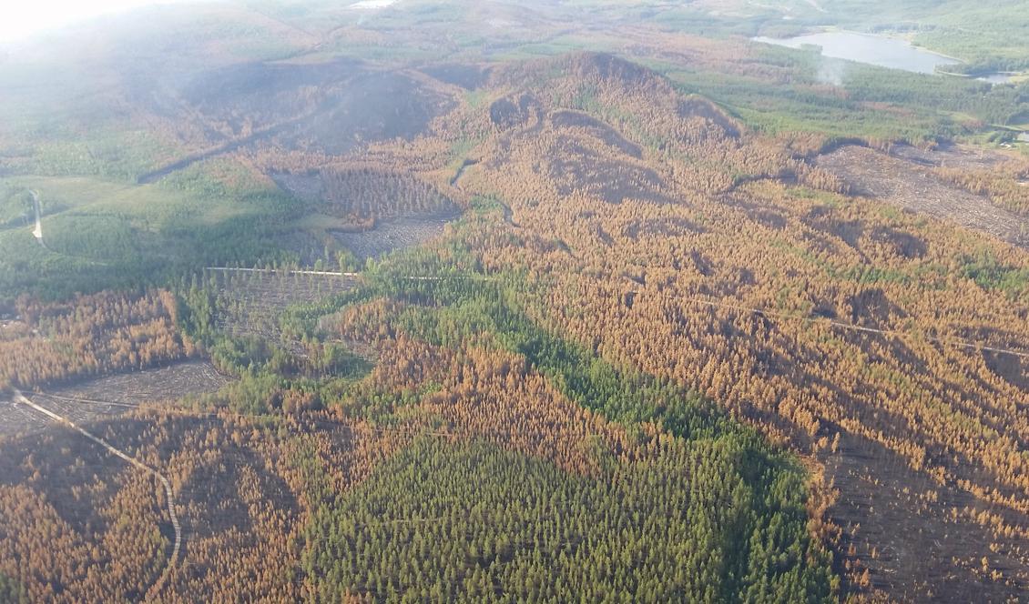 


Ett brandhärjat område nära Laforsen i Ljusdals kommun Här syns tydligt hur hyggen färgats askgrå och brandskadad skog antagit en roströd färd. Foto: Anders Gransström/Sveriges Lantbruksuniversitet/TT                                                                                                                                    