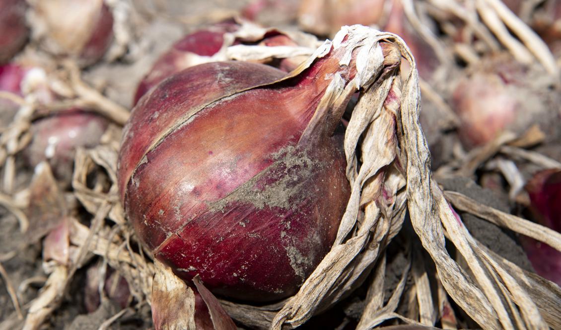 Värdet på den svenska produktionen av matlök ökade med hela 86 procent mellan 2016 och 2017. Foto: Johan Nilsson/TT