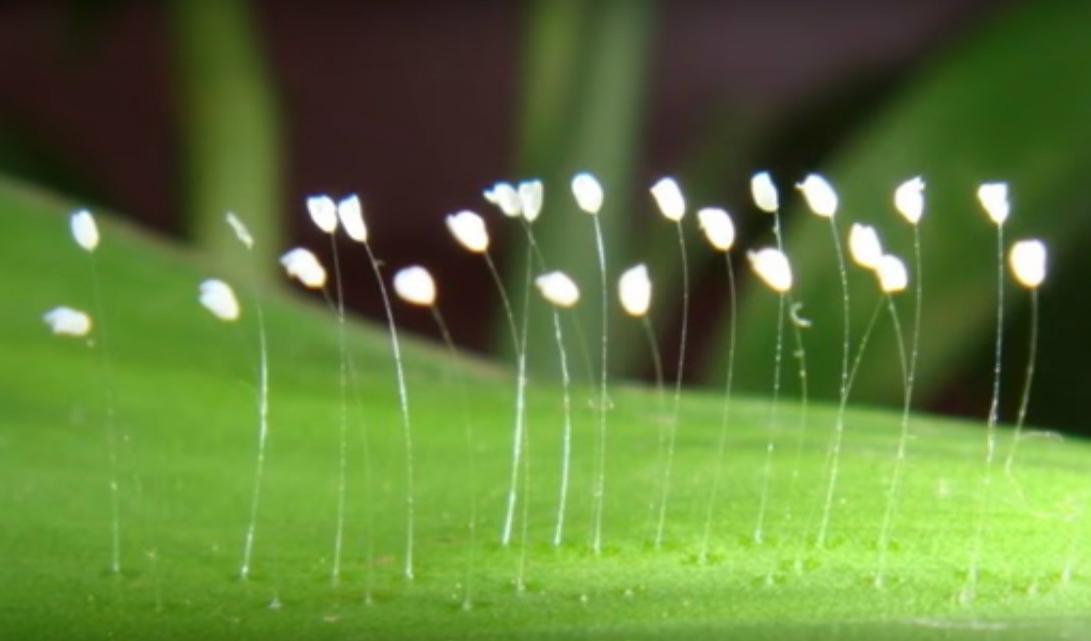 

















©YouTube Screenshot | Beyond Science 2
https://www.youtube.com/watch?v=CNwwtZCNRPI                                                                                                                                                                                                                                                                                                                                                                                                                                                                                                                                                                                                                                                                                                                                                                                                                        
