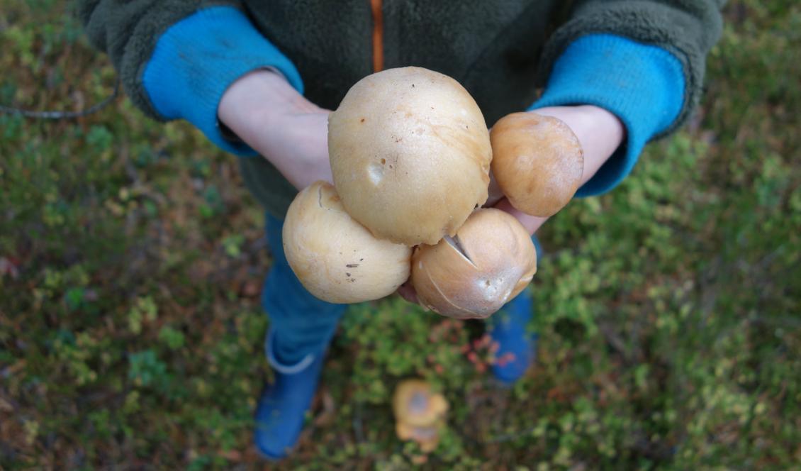 



Man behöver inte säga till två gånger om man vill ha några svampar plockade till middag. Foto: Eva Sagerfors                                                                                                                                                                                