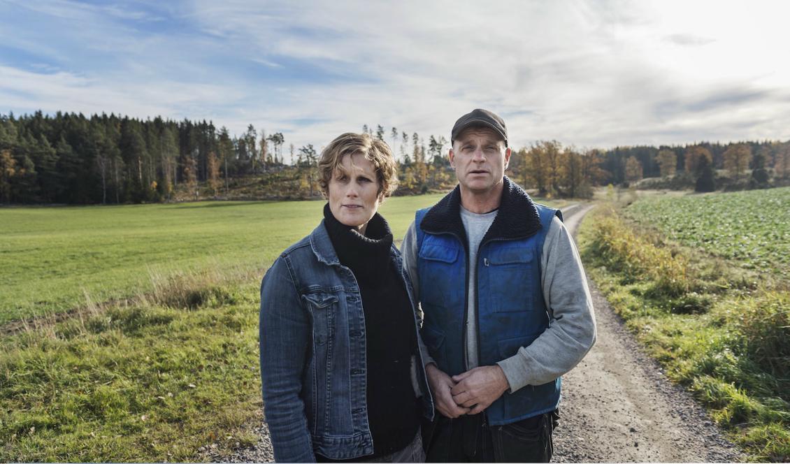 
Jordbrukarna Elin Beckman och Ulf Thunell berättar om hur dovhjortar förstör deras grödor. Markerna på Berga gård i Södermanland har tidigare burit 60 kor med kalvar. Nu räcker betet till knappt 40 djur. Foto: Stina Stjernkvist/TT                                            