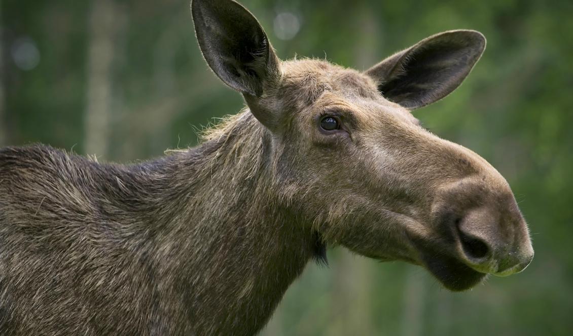
En älg sköts i en vänthall i Partille, men just den här älgen hör hemma i Kolmårdens djurpark. Foto: Claudio Bresciani/TT-arkivbild                                            