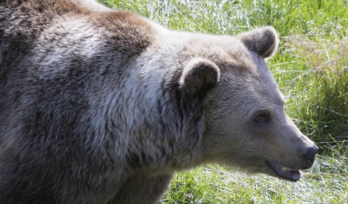 En björn har skjutits utanför Örnsköldsvik. Foto: Berit Roald/NTB Scanpix/TT-arkivbild